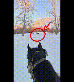 网红官员贺娇龙去世 坠马影像完整曝出 过程残忍 网红官员贺娇龙去世 坠马影像完整曝出 过程残忍