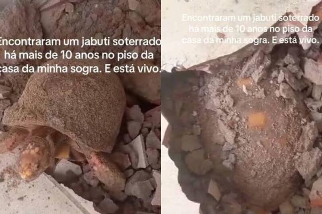 奇迹!陆龟遭密封地底10年仍存活 专家揭关键 奇迹!陆龟遭密封地底10年仍存活 专家揭关键