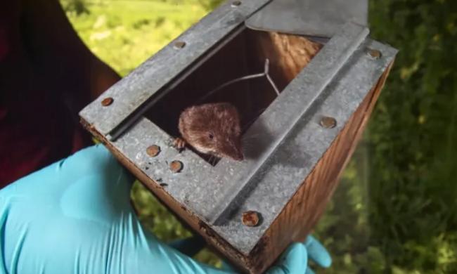 太神奇了 这动物冬天“缩小”大脑 春天长回来… 太神奇了 这动物冬天“缩小”大脑 春天长回来…