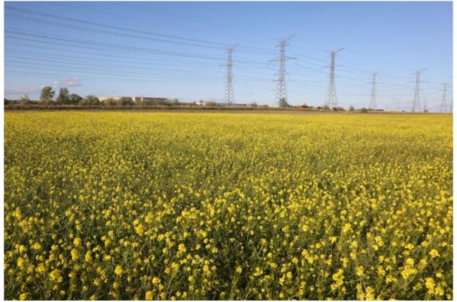 加国总理卡尼笑了,北京兑现诺言大幅订购.... 加国总理卡尼笑了,北京兑现诺言大幅订购....