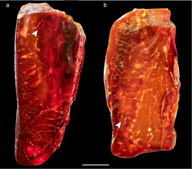 歌德收藏的琥珀 藏着4000万年前灭绝古蚂蚁 歌德收藏的琥珀 藏着4000万年前灭绝古蚂蚁