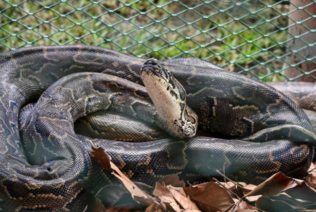 佛州捕蛇人遭巨蟒拖行15米!全家总动员惊险制伏 佛州捕蛇人遭巨蟒拖行15米!全家总动员惊险制伏