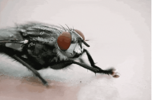 为什么苍蝇总喜欢搓手?甚至会把头搓下来? 为什么苍蝇总喜欢搓手?甚至会把头搓下来?