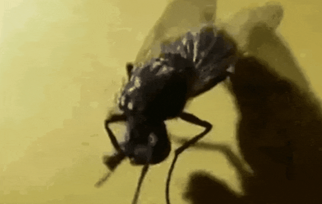 为什么苍蝇总喜欢搓手?甚至会把头搓下来? 为什么苍蝇总喜欢搓手?甚至会把头搓下来?