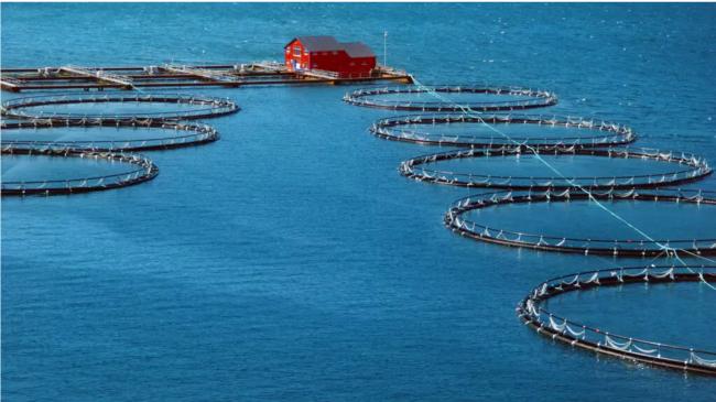 不敢吃了,为什么说三文鱼是 不敢吃了,为什么说三文鱼是