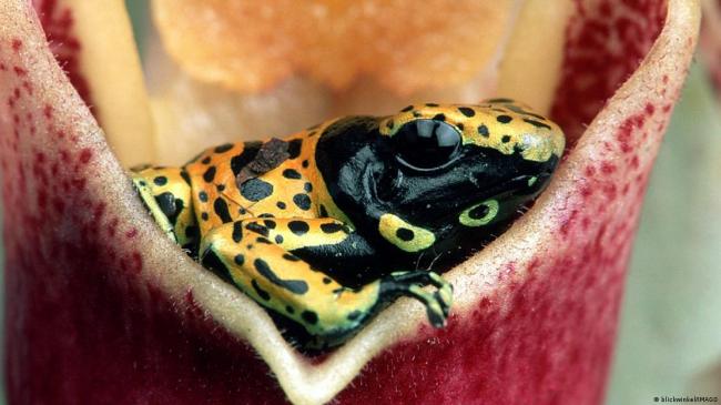 欧洲五国认定普京应为纳瓦尔尼之死负责 欧洲五国认定普京应为纳瓦尔尼之死负责