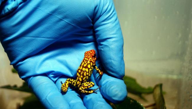 极其罕见,极毒!杀死纳瓦尔尼的箭毒蛙毒素 极其罕见,极毒!杀死纳瓦尔尼的箭毒蛙毒素