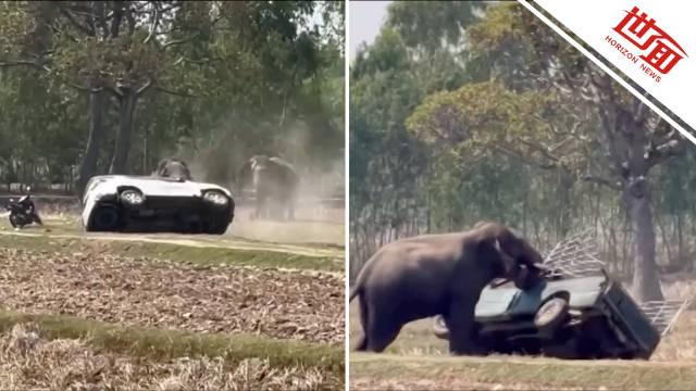 大象“相亲”暴怒 失控踩踏饲主毁2车 大象“相亲”暴怒 失控踩踏饲主毁2车