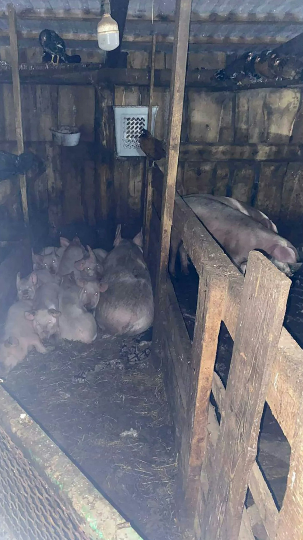 少女被群猪“啃食放血”惨死 俄惊悚命案真相曝 少女被群猪“啃食放血”惨死 俄惊悚命案真相曝