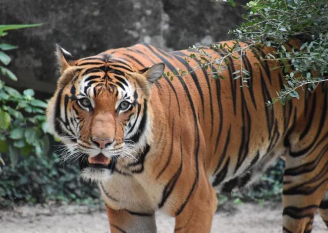 疫情大爆发 72只老虎接连惨死… 疫情大爆发 72只老虎接连惨死…