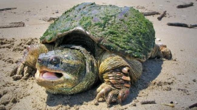 加国华人非法猎捕鳄龟,下场被曝 加国华人非法猎捕鳄龟,下场被曝