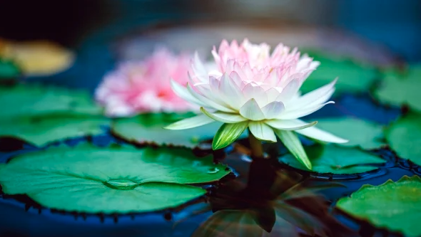 一个人的命好不好? 听他一开口就知道 一个人的命好不好? 听他一开口就知道