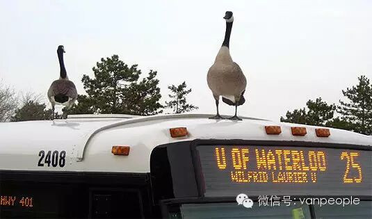 奇葩中的战斗鹅 加拿大鹅最凶残的时候到了 奇葩中的战斗鹅 加拿大鹅最凶残的时候到了