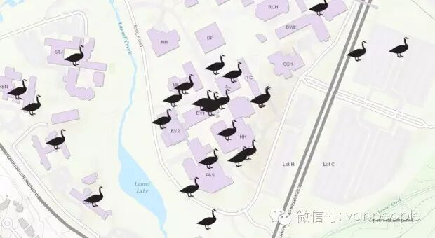 奇葩中的战斗鹅 加拿大鹅最凶残的时候到了 奇葩中的战斗鹅 加拿大鹅最凶残的时候到了