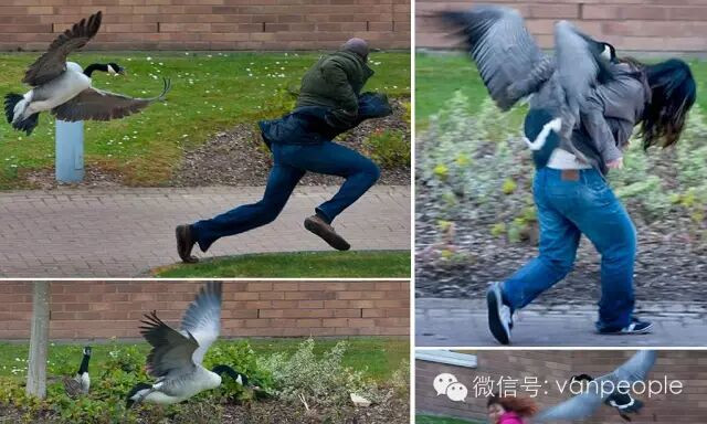 奇葩中的战斗鹅 加拿大鹅最凶残的时候到了 奇葩中的战斗鹅 加拿大鹅最凶残的时候到了