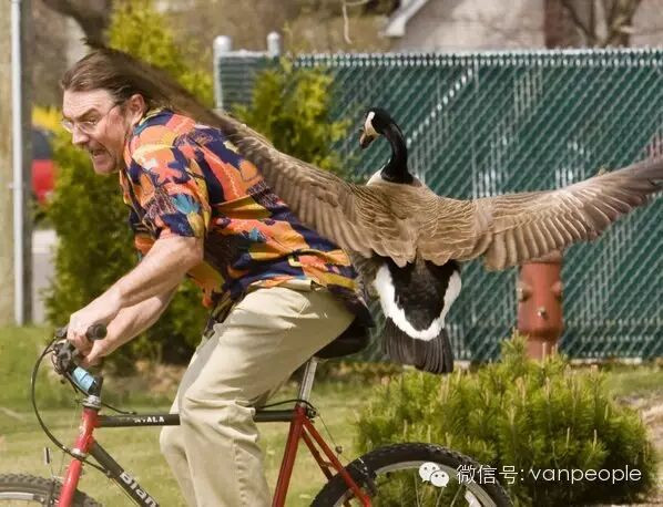 奇葩中的战斗鹅 加拿大鹅最凶残的时候到了 奇葩中的战斗鹅 加拿大鹅最凶残的时候到了