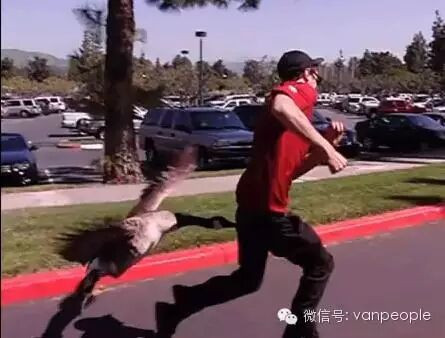 奇葩中的战斗鹅 加拿大鹅最凶残的时候到了 奇葩中的战斗鹅 加拿大鹅最凶残的时候到了