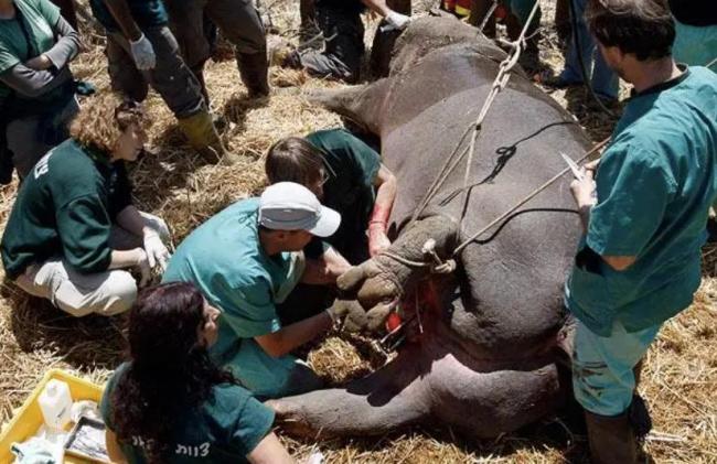 给河马做绝育手术,史诗级困难 给河马做绝育手术,史诗级困难