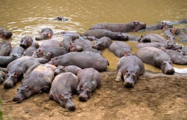 给河马做绝育手术,史诗级困难 给河马做绝育手术,史诗级困难