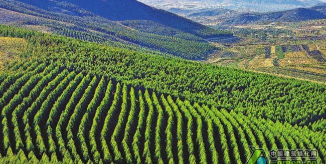 中国植树造林全球第一 为啥还要年年种树 中国植树造林全球第一 为啥还要年年种树