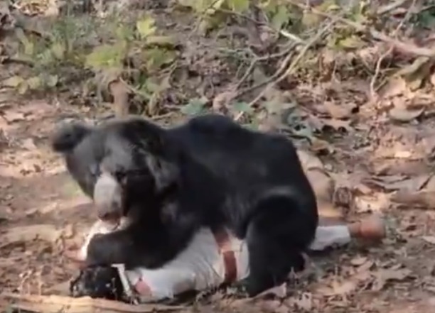 男子被咬死 父抢遗体也遇害 网上疯传 男子被咬死 父抢遗体也遇害 网上疯传