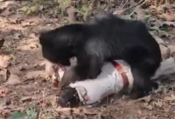 男子被咬死 父抢遗体也遇害 网上疯传 男子被咬死 父抢遗体也遇害 网上疯传