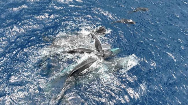 影片曝!抹香鲸分娩非“单打独斗” 影片曝!抹香鲸分娩非“单打独斗”