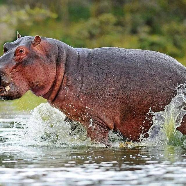 突如其来的死亡冲刷,河马的粪便有多恐怖? 突如其来的死亡冲刷,河马的粪便有多恐怖?