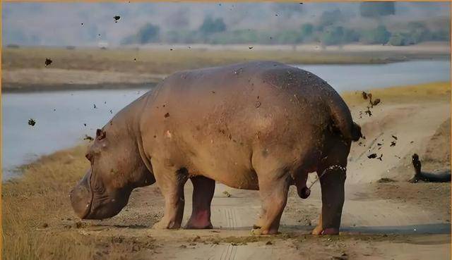 突如其来的死亡冲刷,河马的粪便有多恐怖? 突如其来的死亡冲刷,河马的粪便有多恐怖?