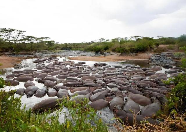 突如其来的死亡冲刷,河马的粪便有多恐怖? 突如其来的死亡冲刷,河马的粪便有多恐怖?