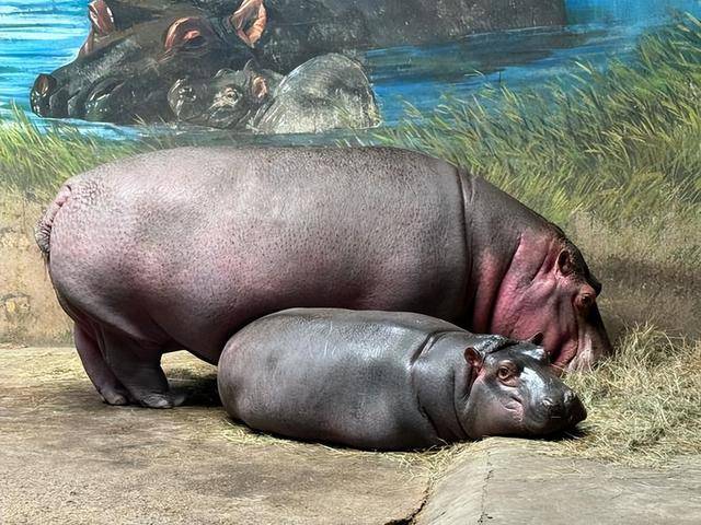突如其来的死亡冲刷,河马的粪便有多恐怖? 突如其来的死亡冲刷,河马的粪便有多恐怖?