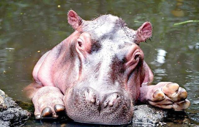 突如其来的死亡冲刷,河马的粪便有多恐怖? 突如其来的死亡冲刷,河马的粪便有多恐怖?