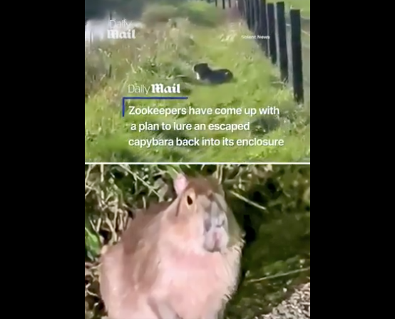 萌化:水豚从动物园脱逃 躲过搜救 竟被发现在… 萌化:水豚从动物园脱逃 躲过搜救 竟被发现在…