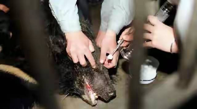 当年用浓硫酸泼熊的清华才子,如今怎样了 当年用浓硫酸泼熊的清华才子,如今怎样了