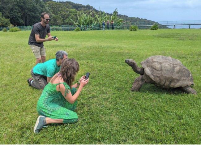 谣传已归西 193岁最老巨龟“还活著” 谣传已归西 193岁最老巨龟“还活著”