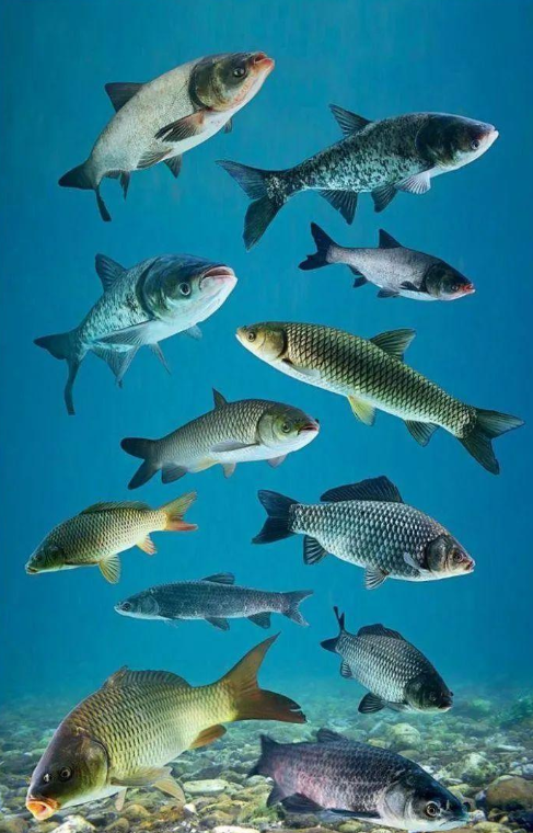 美国,对鲤鱼宣战 美国,对鲤鱼宣战