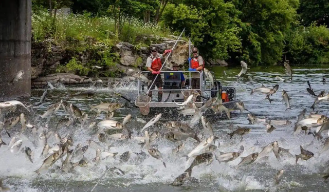 美国,对鲤鱼宣战 美国,对鲤鱼宣战