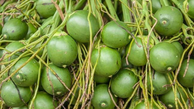 这水果是毒品!中国却有6000万人上瘾 这水果是毒品!中国却有6000万人上瘾