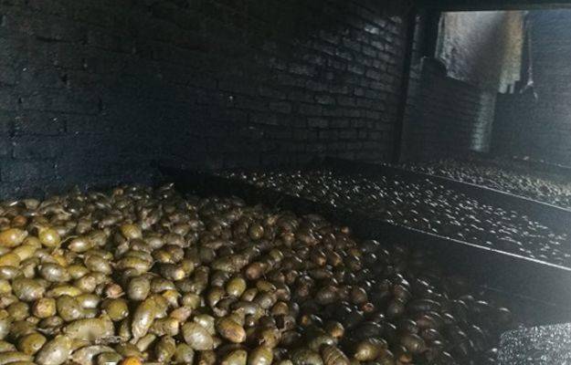 这水果是毒品!中国却有6000万人上瘾 这水果是毒品!中国却有6000万人上瘾