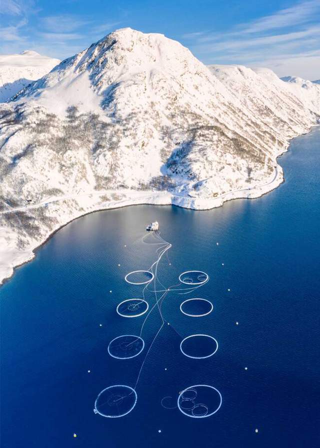 一年81亿的三文鱼垄断,快不行了 一年81亿的三文鱼垄断,快不行了