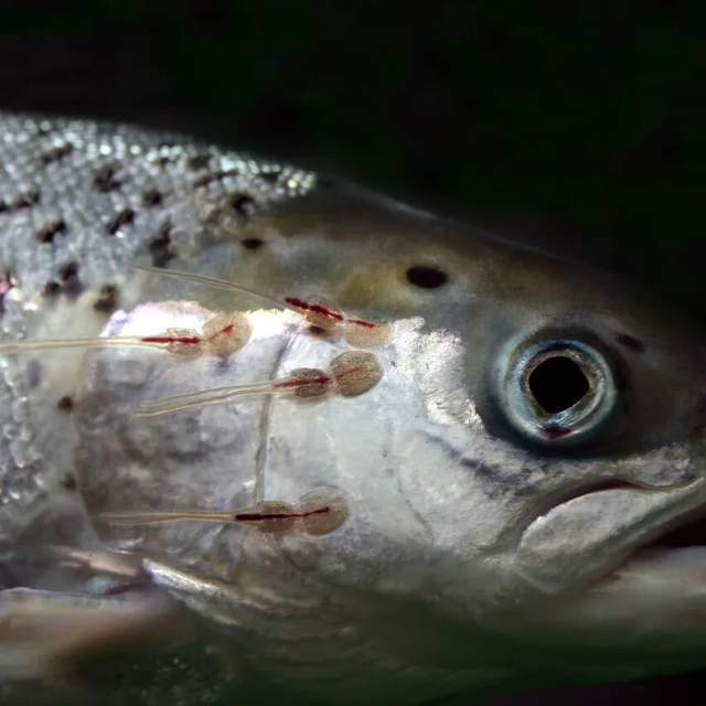 一年81亿的三文鱼垄断,快不行了 一年81亿的三文鱼垄断,快不行了