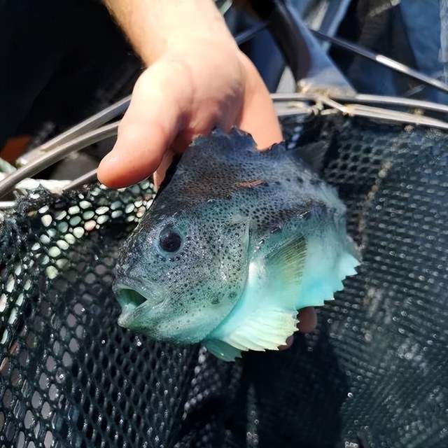 一年81亿的三文鱼垄断,快不行了 一年81亿的三文鱼垄断,快不行了