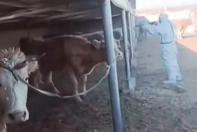 中国12省爆发口蹄疫 当地政府1举动引爆网友讨伐 中国12省爆发口蹄疫 当地政府1举动引爆网友讨伐