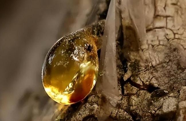 4100万年后,它们的私密事还被人类围观 4100万年后,它们的私密事还被人类围观