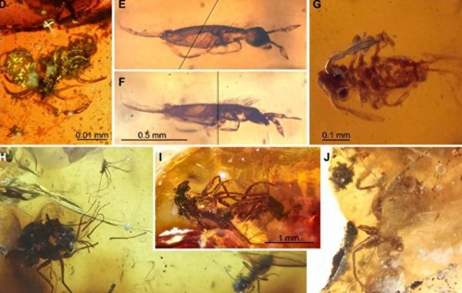 4100万年后,它们的私密事还被人类围观 4100万年后,它们的私密事还被人类围观