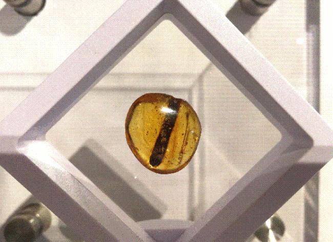 4100万年后,它们的私密事还被人类围观 4100万年后,它们的私密事还被人类围观