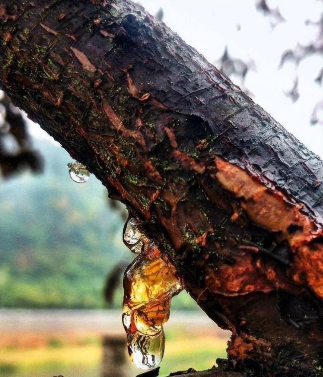 4100万年后,它们的私密事还被人类围观 4100万年后,它们的私密事还被人类围观