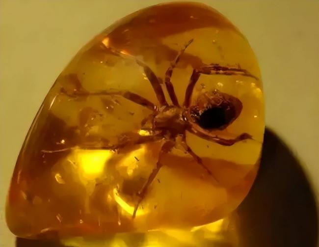 4100万年后,它们的私密事还被人类围观 4100万年后,它们的私密事还被人类围观