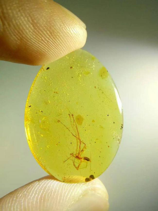 4100万年后,它们的私密事还被人类围观 4100万年后,它们的私密事还被人类围观