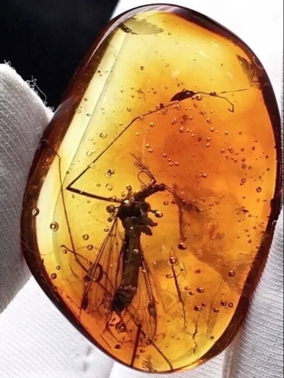 4100万年后,它们的私密事还被人类围观 4100万年后,它们的私密事还被人类围观